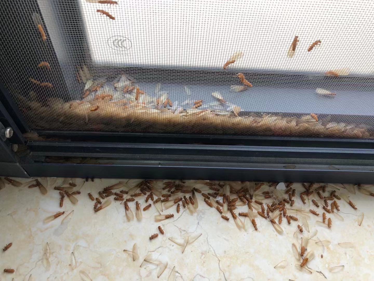 又到白蟻分飛季，房屋安全很揪心！如何預(yù)防話你知